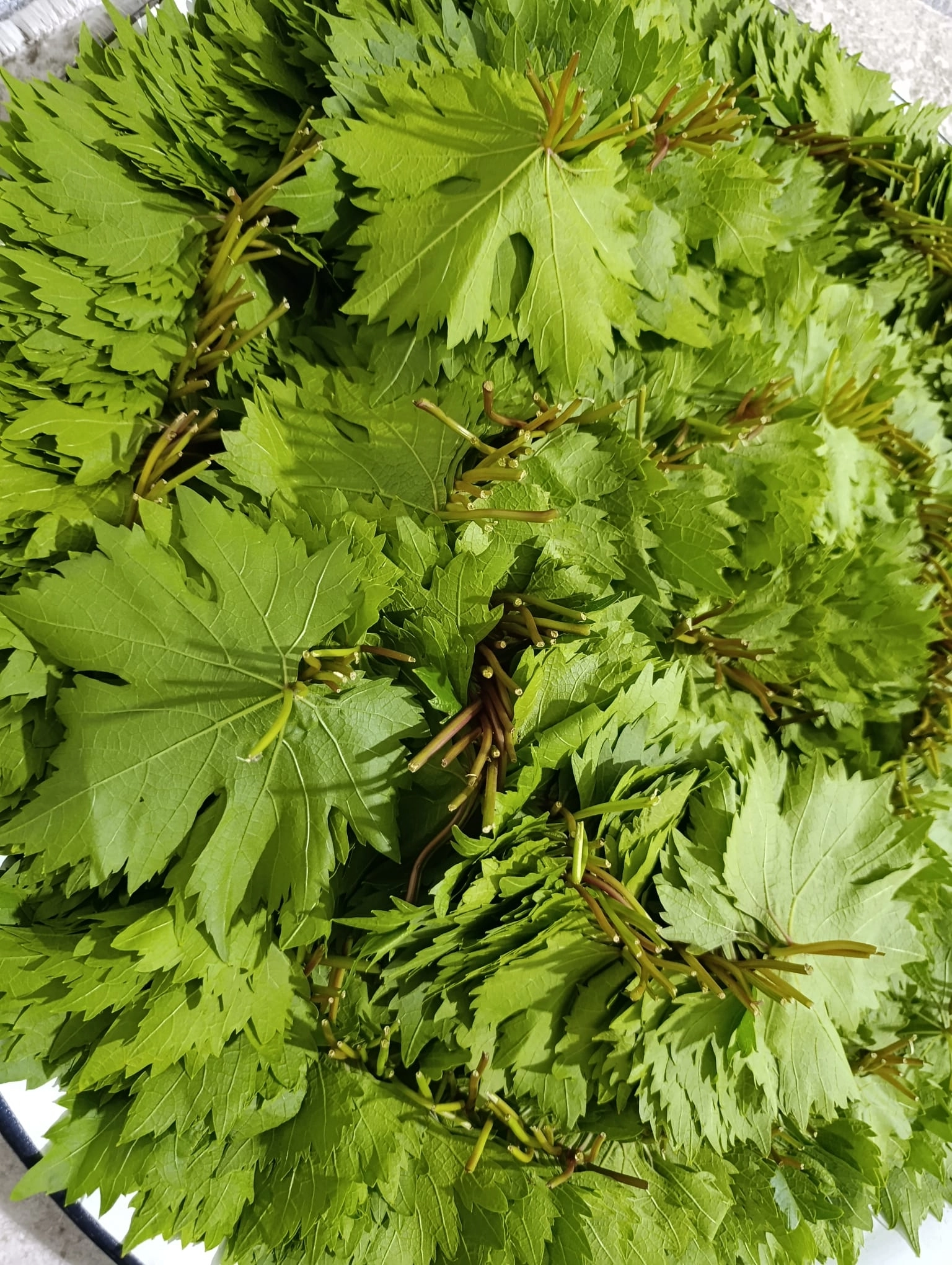 Маринованные виноградные листья, упаковка из 5 банок.